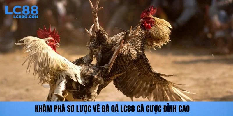 Khám phá sơ lược về đá gà LC88 cá cược đỉnh cao